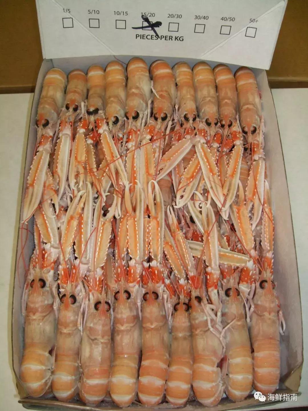 新西兰海鳌虾刺身,爱尔兰鳌虾刺身优惠