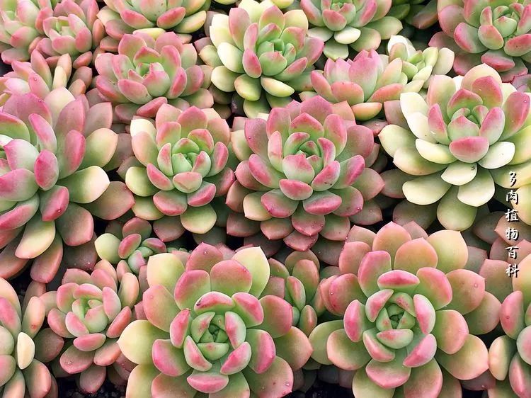 视觉盛宴美不胜收美图,视觉盛宴每个画面都美极了