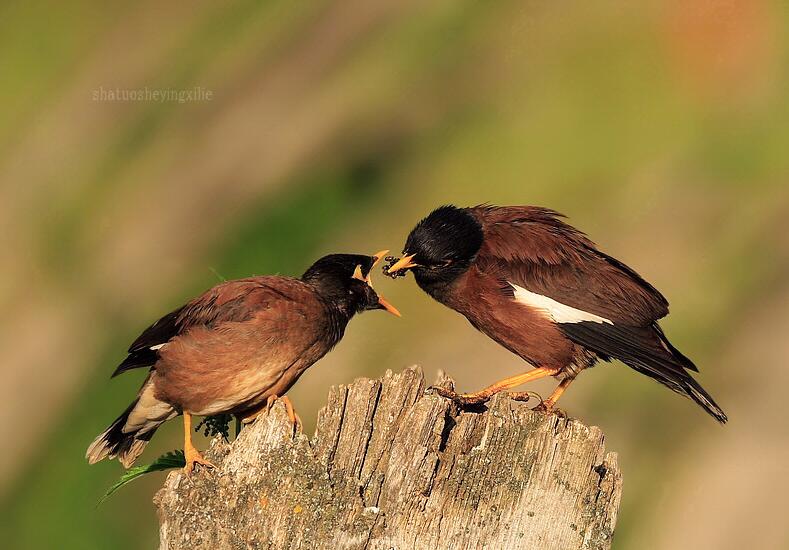八哥多大之后不能教说话了,八哥复读机真能教会说话吗