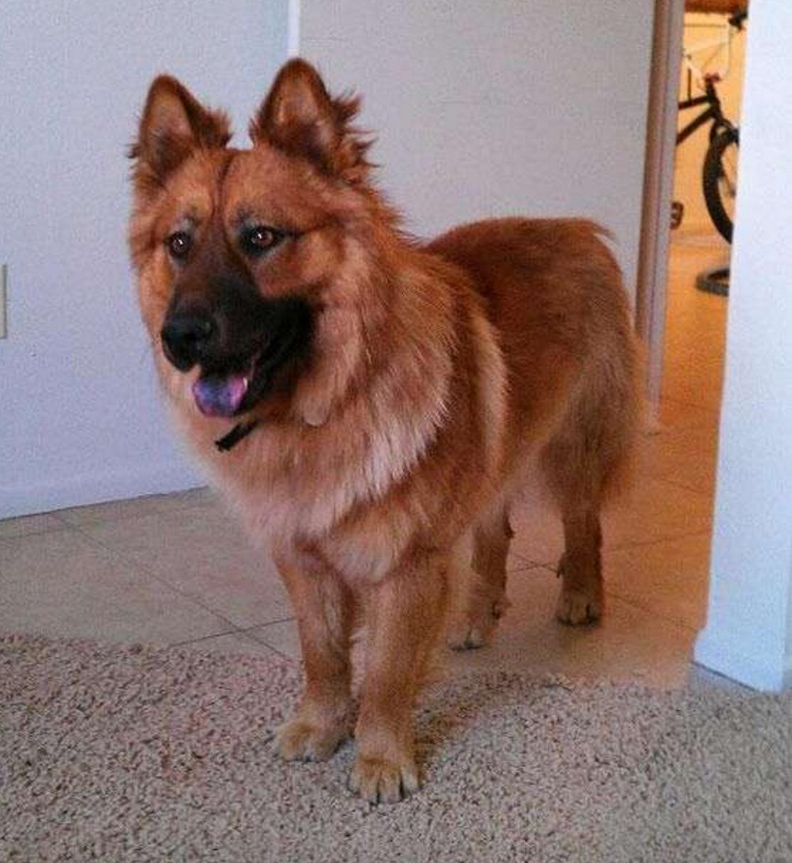 这几只混血狗狗哪只惊艳了你,超级好养的稀有宠物狗