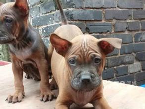 川东猎犬怎样才是正宗的,川东猎犬容易得病吗