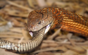 眼镜王蛇对世界上移动速度最快的第二大毒蛇黑曼巴，棋逢对手啊