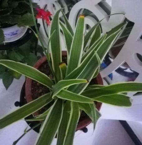 为什么养的吊兰特别嫩,水培吊兰叶子黑尖怎么回事