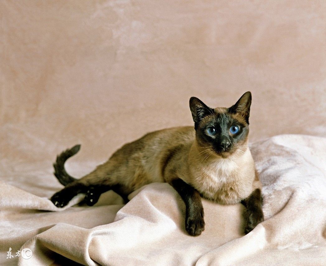 最不容易生病的猫咪品种,世界上最可爱的猫咪品种