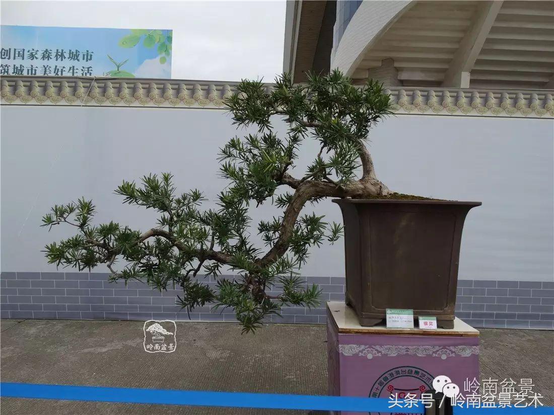 招财好运盆景,罗汉松开运招财