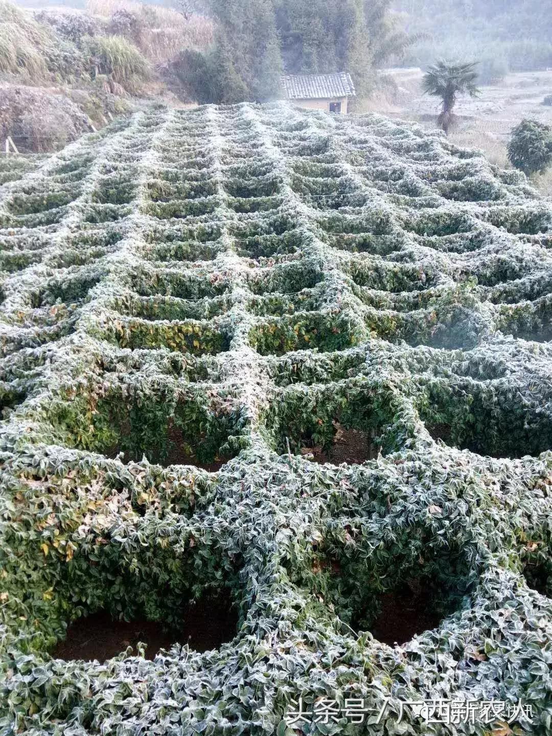 百香果怕霜冻吗,百香果如何对付霜冻天气