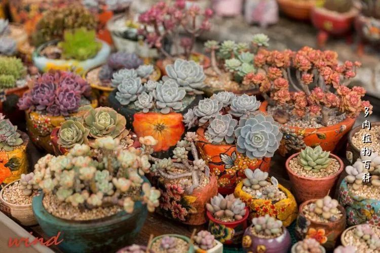 视觉盛宴美不胜收美图,视觉盛宴每个画面都美极了