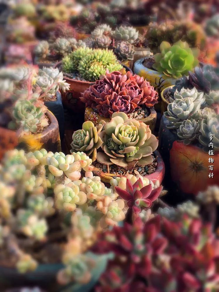 视觉盛宴美不胜收美图,视觉盛宴每个画面都美极了