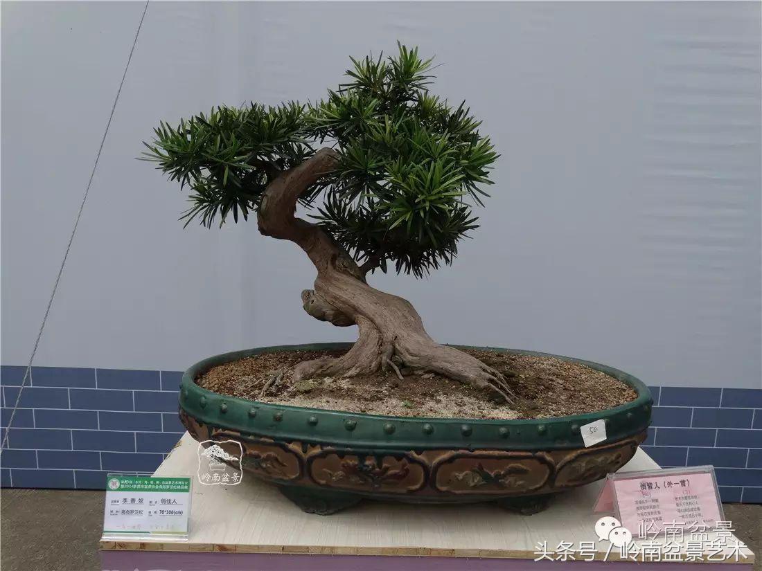 招财好运盆景,罗汉松开运招财