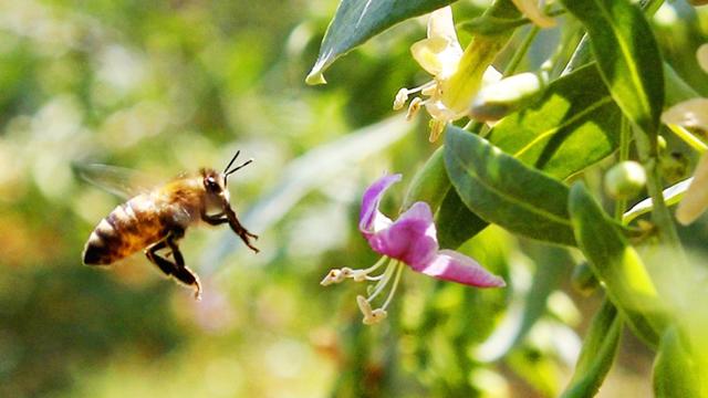 为什么正宗的好蜂蜜这么难卖,超市买的蜂蜜为什么不结晶