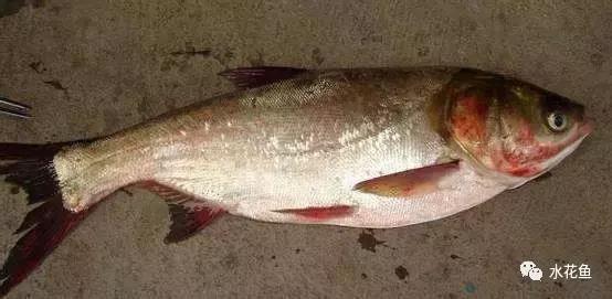 鱼类败血症病原,鱼类败血症的症状