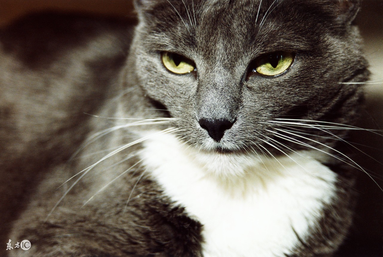 最不容易生病的猫咪品种,世界上最可爱的猫咪品种