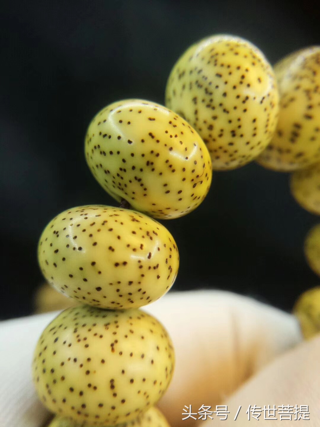 极品16*11黄金苹果圆手串，黑星老料小细星表面无连星完美无瑕