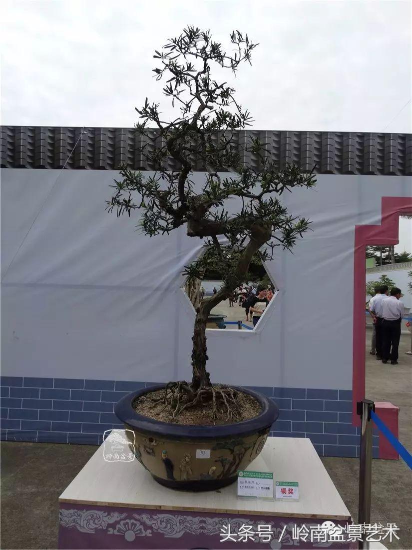 招财好运盆景,罗汉松开运招财