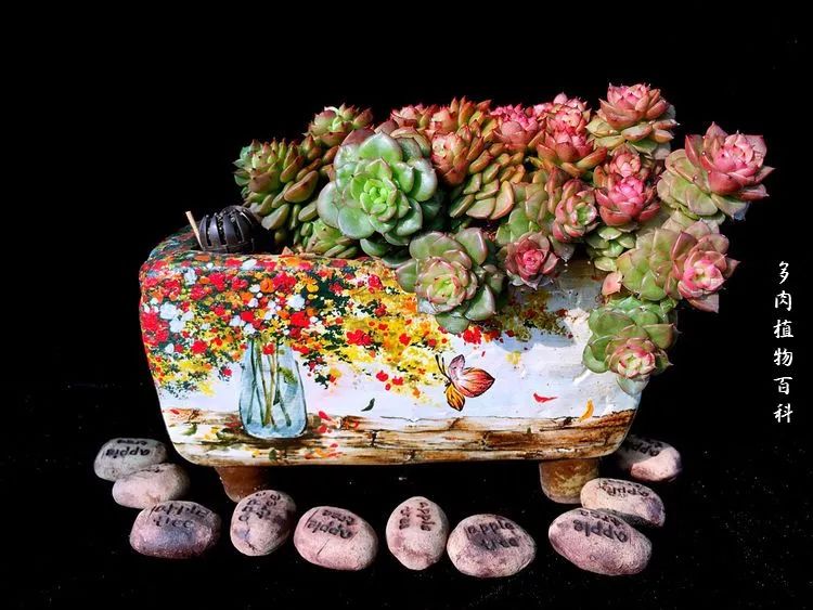 视觉盛宴美不胜收美图,视觉盛宴每个画面都美极了