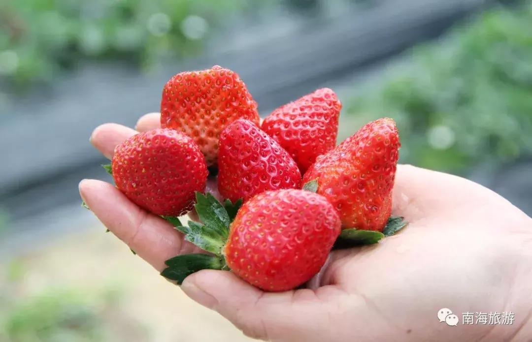 香甜多汁！佛山周边草莓采摘地图出炉！
