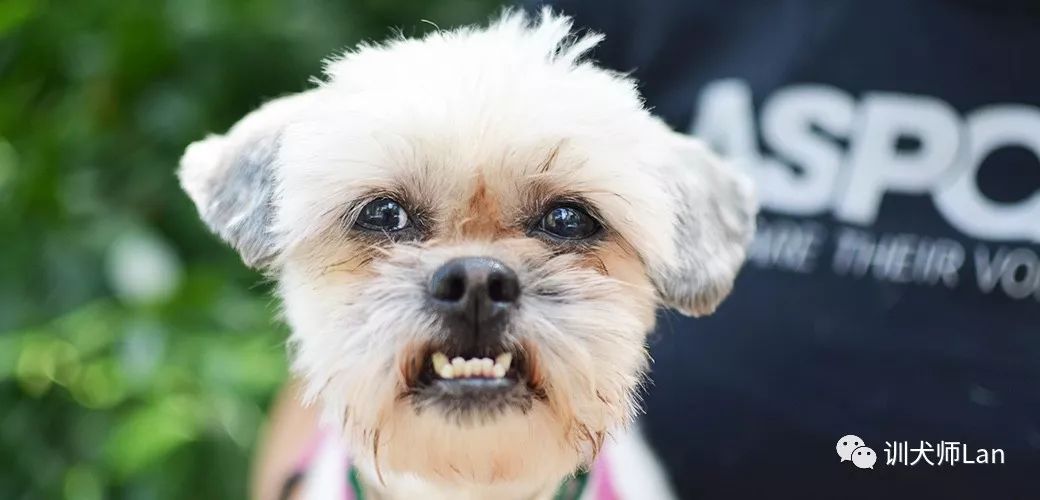 狗狗露牙齿是真的在笑吗,狗狗露肚皮有什么预兆