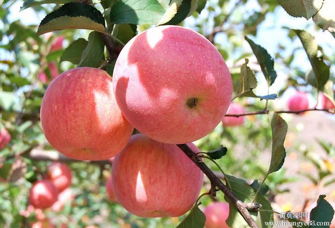 抗腐烂病的苹果品种,防治苹果腐烂病几个好方法