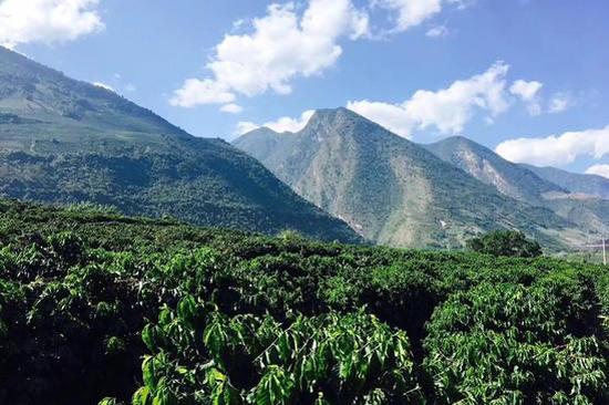 小粒咖啡产业发展,保山小粒咖啡发展存在的问题