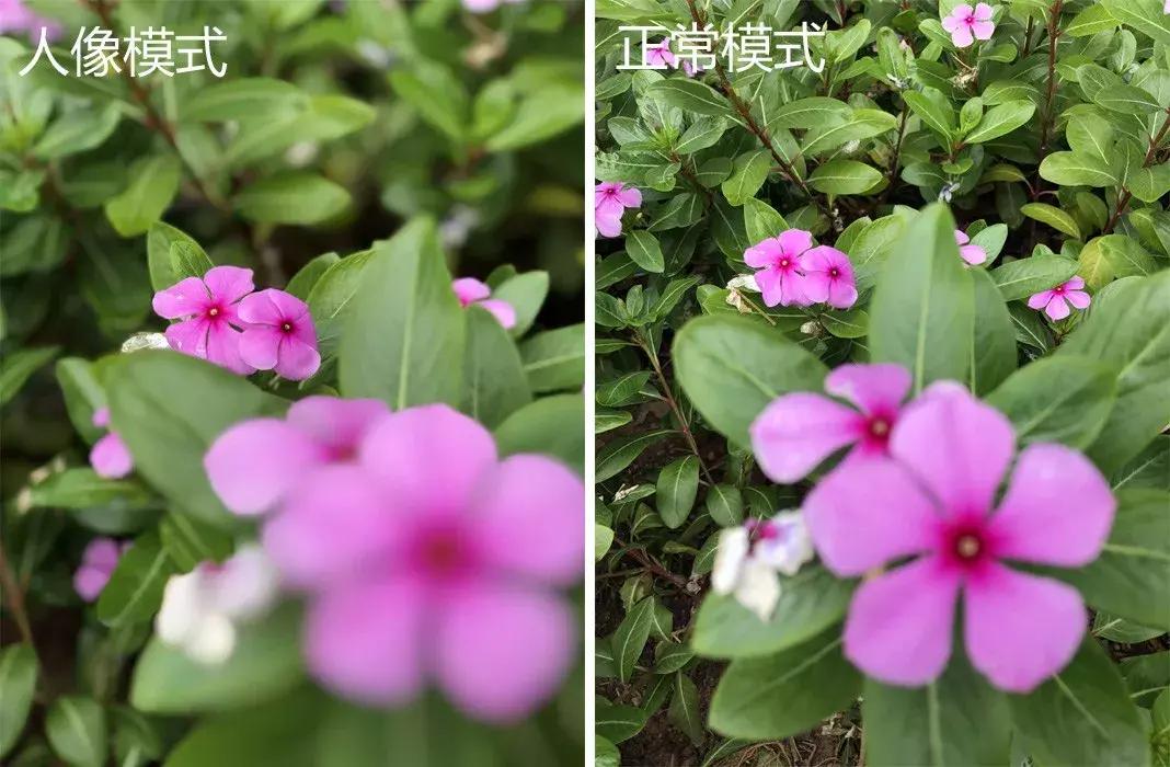 iphonex拍照很模糊怎么办,iphonex怎么拍照最好看