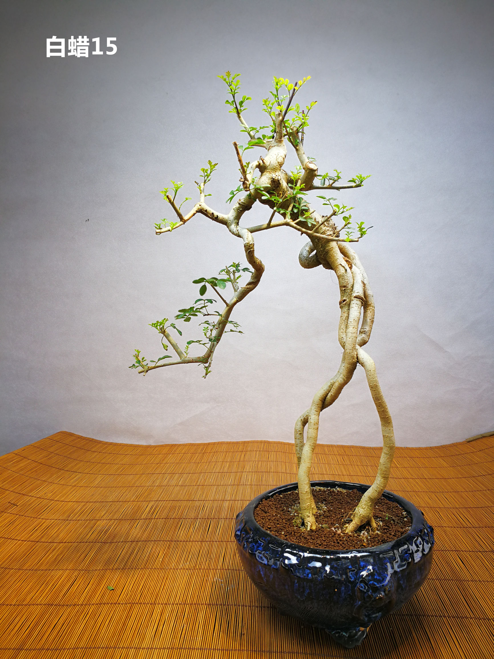白蜡提根抱石盆景,高提根对节白蜡盆景