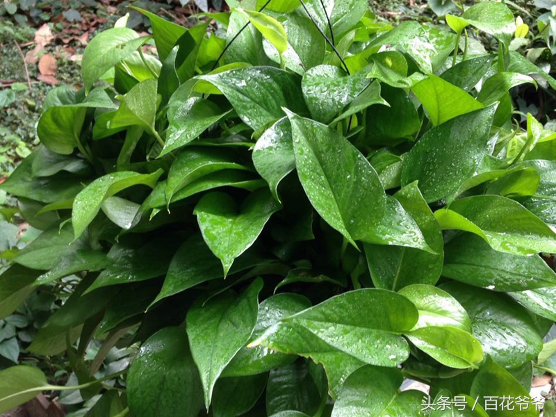 绿萝叶片发黑怎么补救,水养绿萝叶子尖发黑枯萎像烧焦
