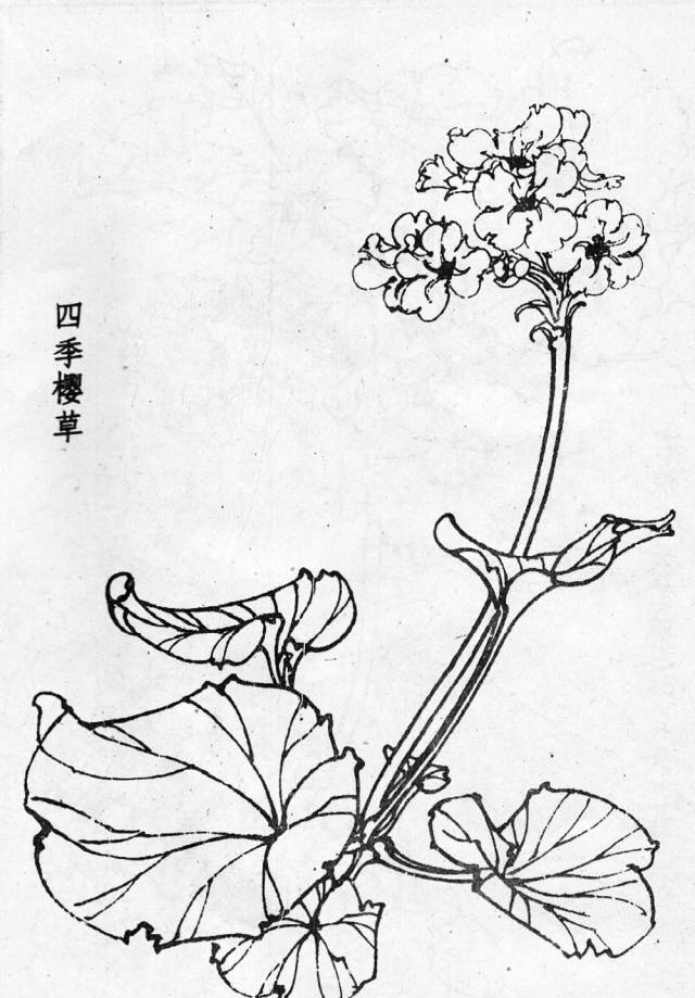 白描花卉技法基础入门,白描花卉简单入门