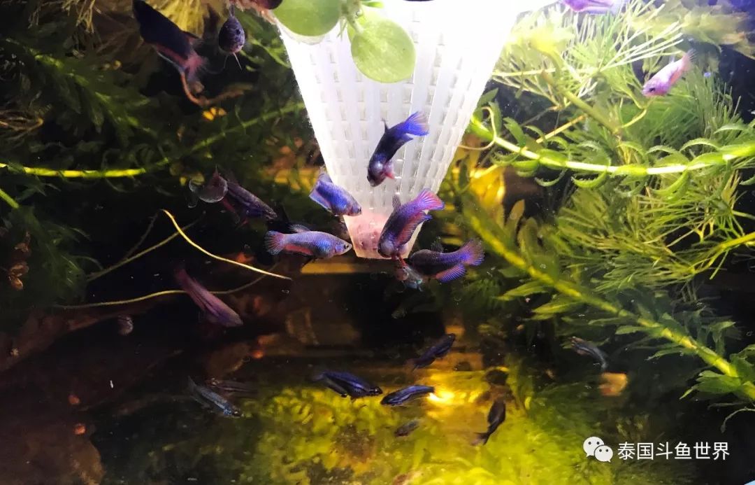 泰国斗鱼幼鱼喂什么,泰国斗鱼繁殖公鱼奇怪表现