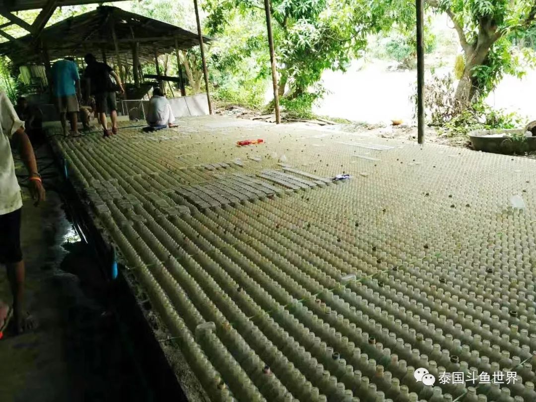 泰国斗鱼幼鱼喂什么,泰国斗鱼繁殖公鱼奇怪表现