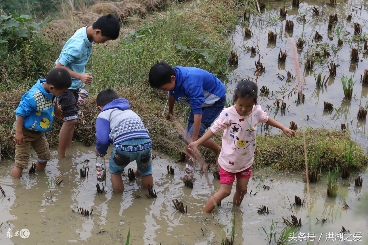 怎样捉泥鳅才能抓到,泥鳅一般怎么抓
