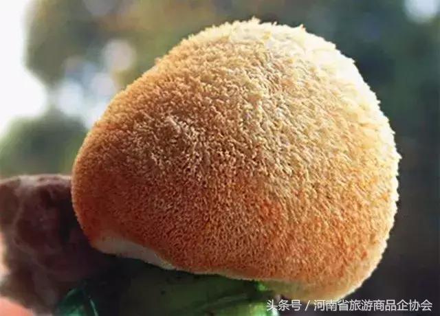 老家河南巩义礼物,老家礼物