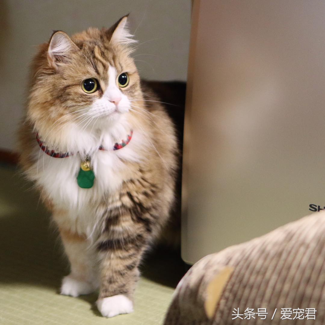 猫咪乱咬东西怎么纠正,猫咪乱咬东西怎么教训它