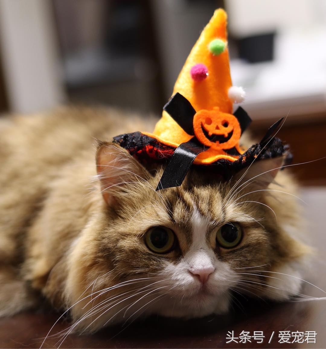 猫咪乱咬东西怎么纠正,猫咪乱咬东西怎么教训它