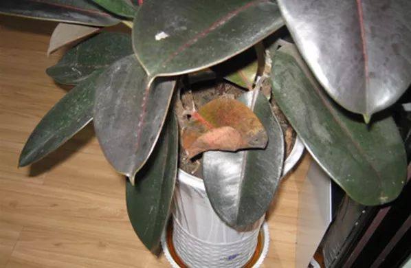 家里的植物叶子发黄怎么回事,叶子发黄的原因与处理方法