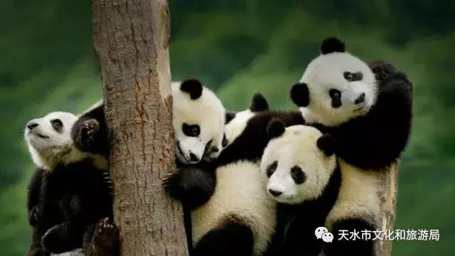 西成高铁成都站地址,西成高铁开通在即列车开行方案