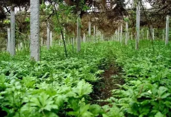 外地人对广西的印象,外地人对江津人的印象