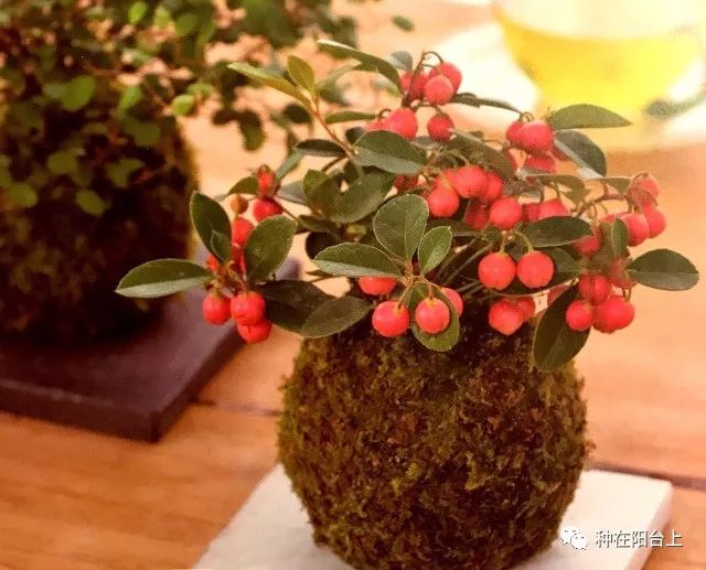 鑻旂帀鐩嗚姳,鑻旂帀鐩嗘牻閫犲瀷