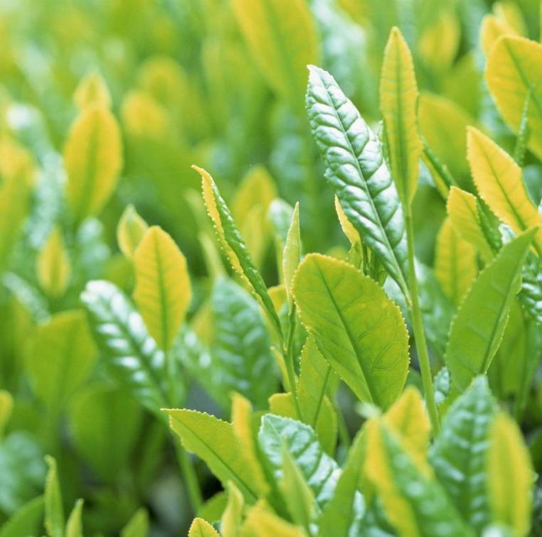 终须滚水走一趟，养就壶中满目春