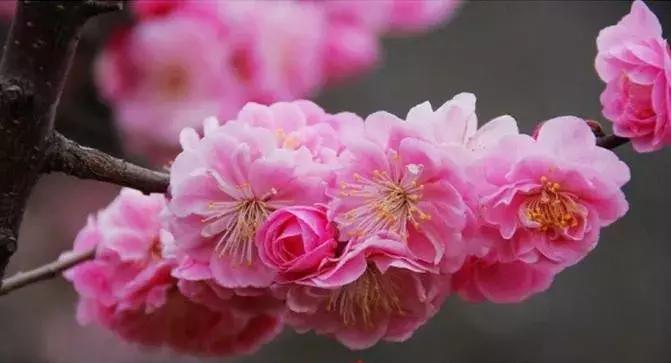 日本梅花品种和中国梅花区别,梅花十大稀有品种哪种梅花最珍贵