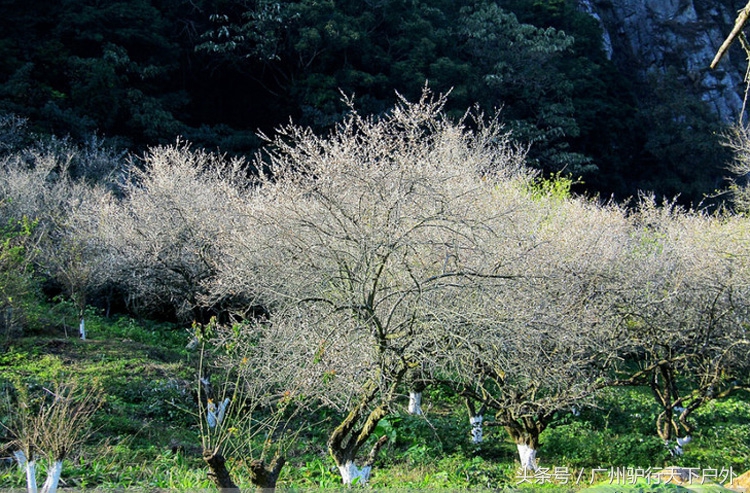 从化石门公园赏红叶旅游团,从化石门森林公园赏梅花路线
