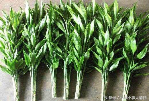 转运富贵竹放家里什么位置最好,财神位桌子上能摆放一枝富贵竹吗