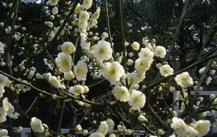 日本梅花品种和中国梅花区别,梅花十大稀有品种哪种梅花最珍贵