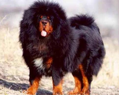 犬种百科之大白熊犬,犬种百科之澳大利亚梗犬