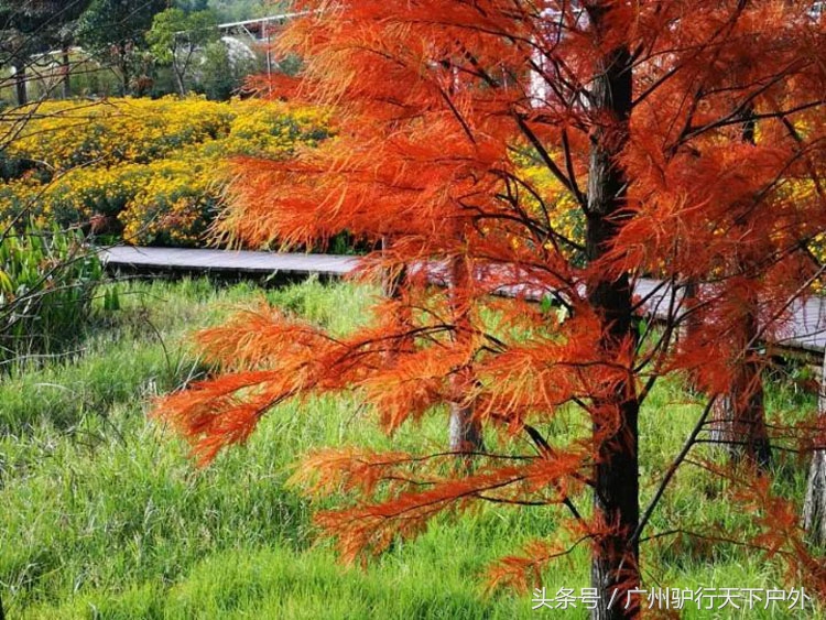 从化石门公园赏红叶旅游团,从化石门森林公园赏梅花路线