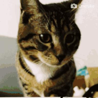 成年猫粮福摩,福摩绿猫粮