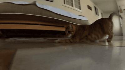 小猫调皮怎么调教,怎么调教调皮的猫猫