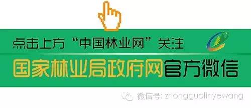 野生茶油的功效和食用方法,农村茶油功效与作用