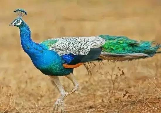 有哪些农业致富好项目值得推荐,农业种植致富项目100例