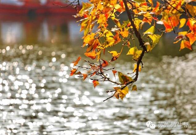 快看！苏州要在全球出名了！竟然与纽约、伦敦、东京、巴黎同上一个榜单...