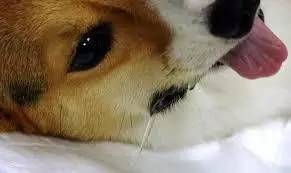 天天和猫咪相处会得病吗,猫狗最怕的三件事